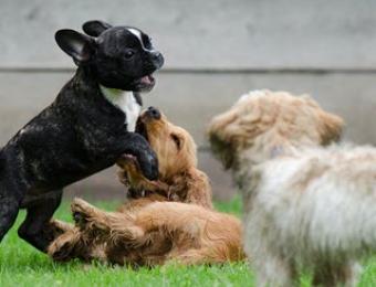 Puppies for Puppy Cam