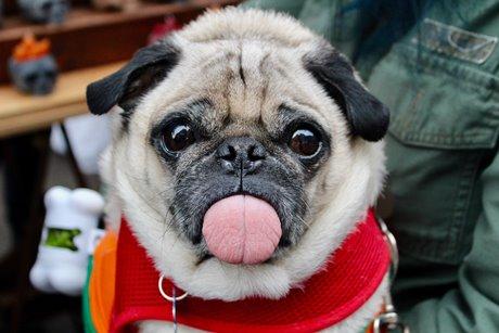 Pug with scarf