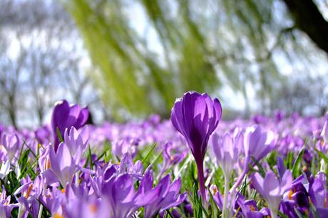 Spring flowers